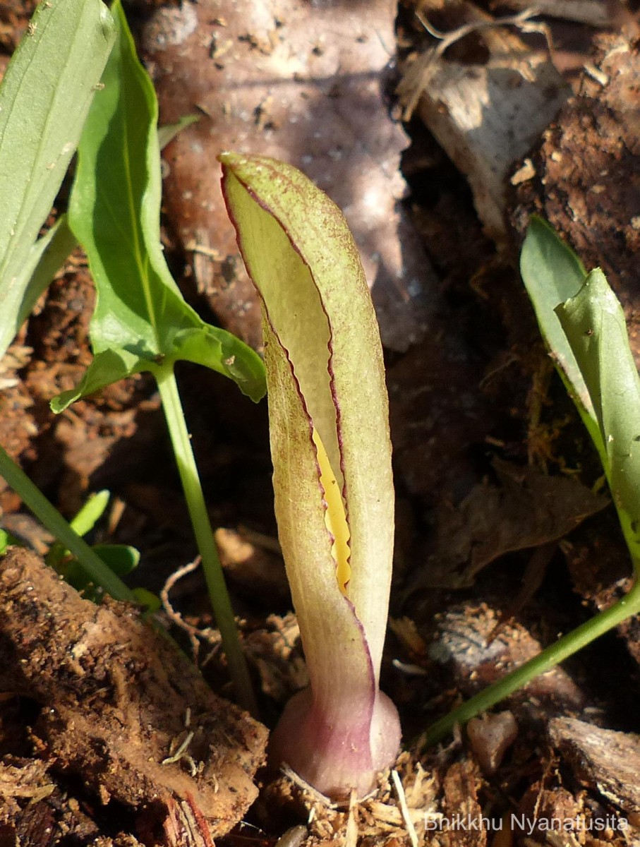 Theriophonum minutum (Willd.) Baill.